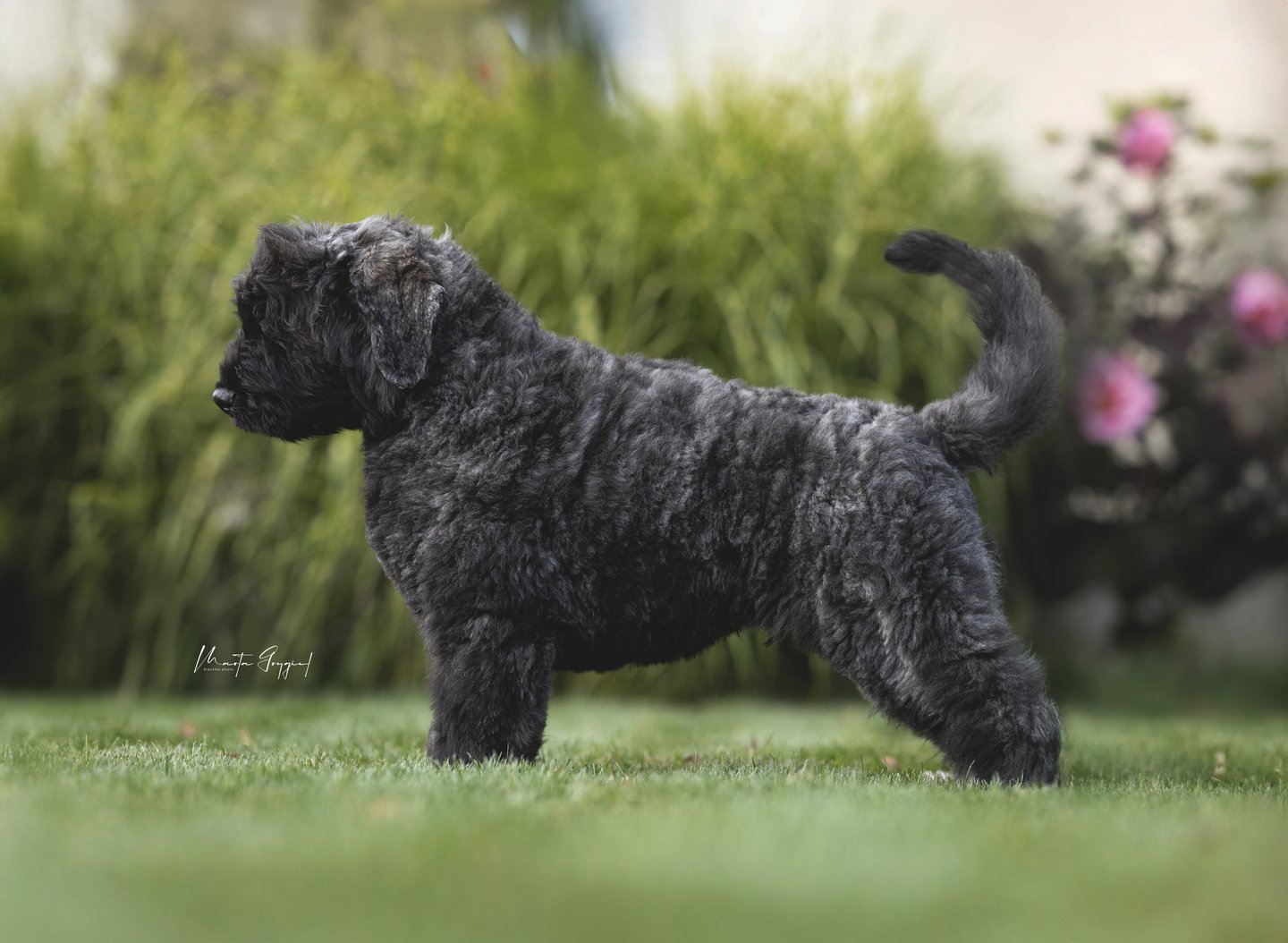 Louis – szczenię Bouvier des Flandres, zdjęcie 8