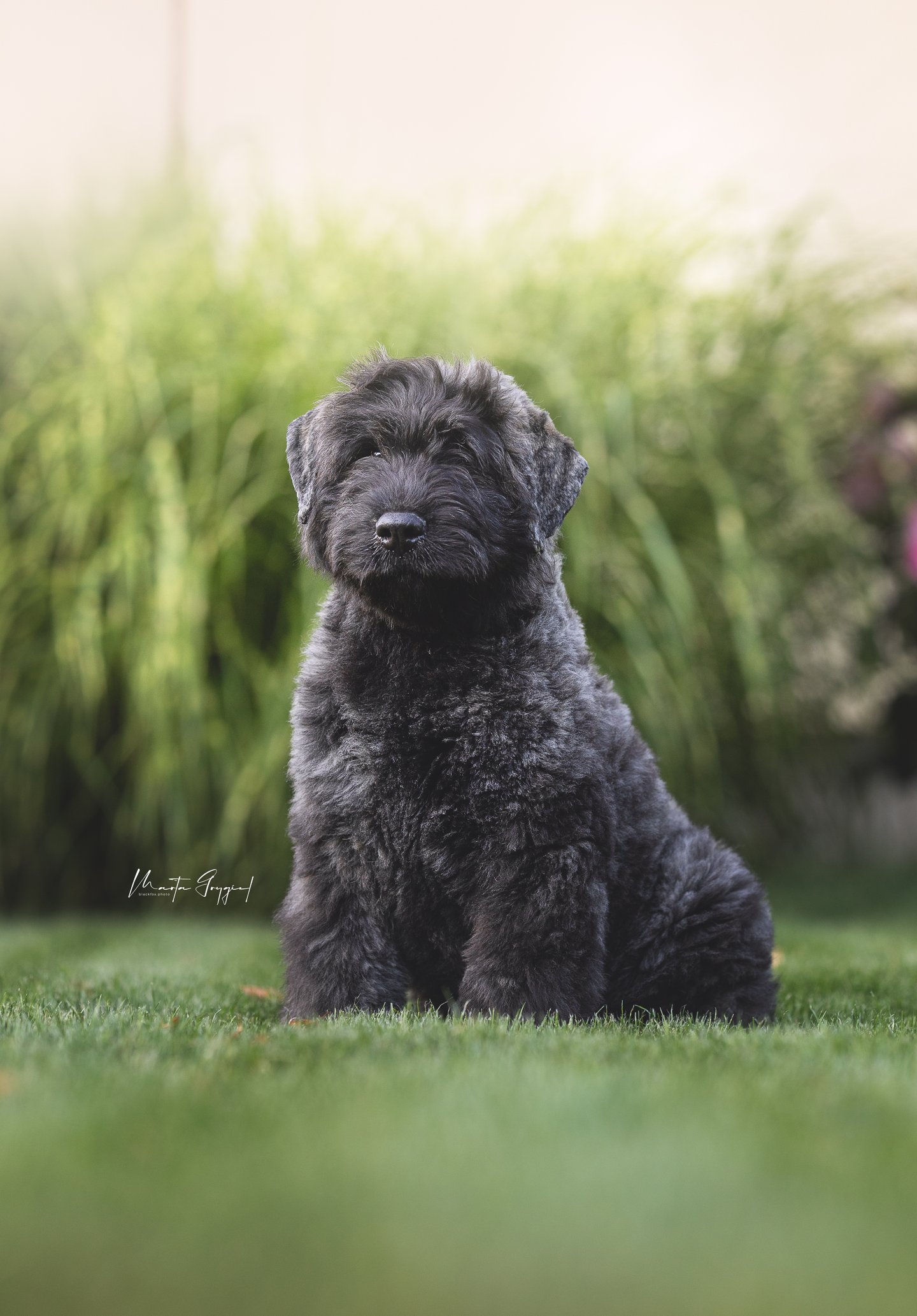 Louis – szczenię Bouvier des Flandres, zdjęcie 7