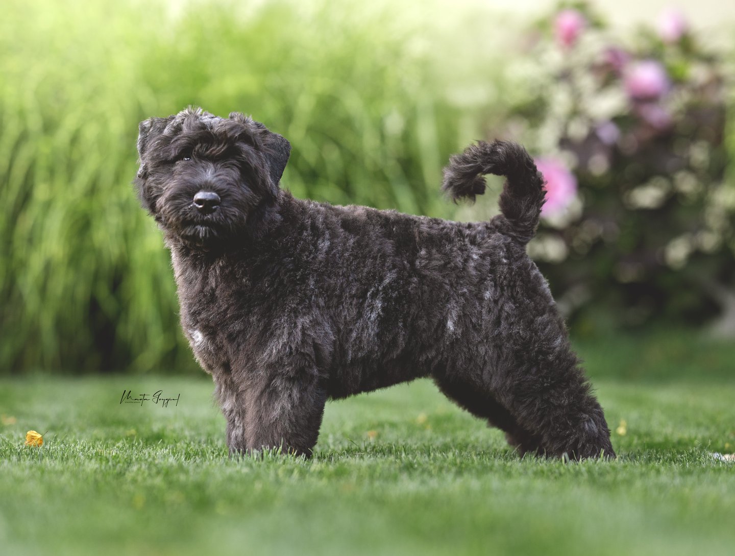 Lexy – szczenię Bouvier des Flandres, zdjęcie 8