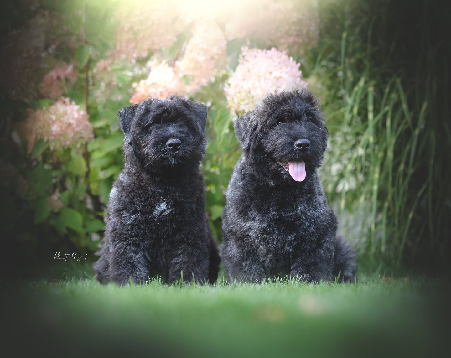 Lexy – szczenię Bouvier des Flandres, zdjęcie 7