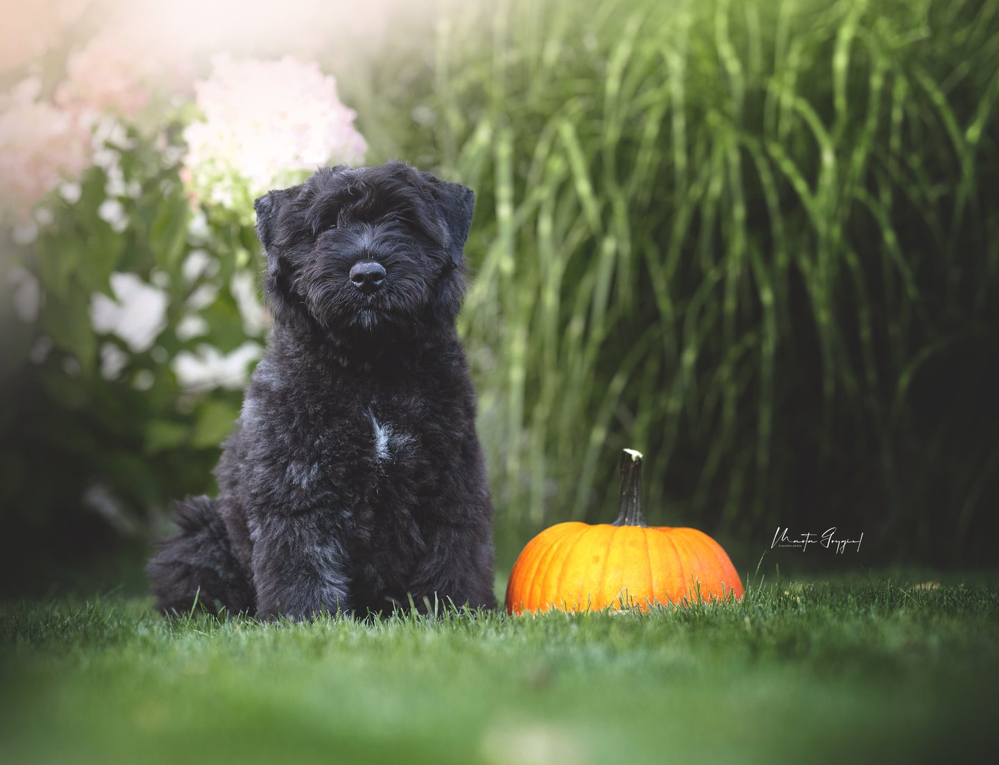 Lexy – szczenię Bouvier des Flandres, zdjęcie 6
