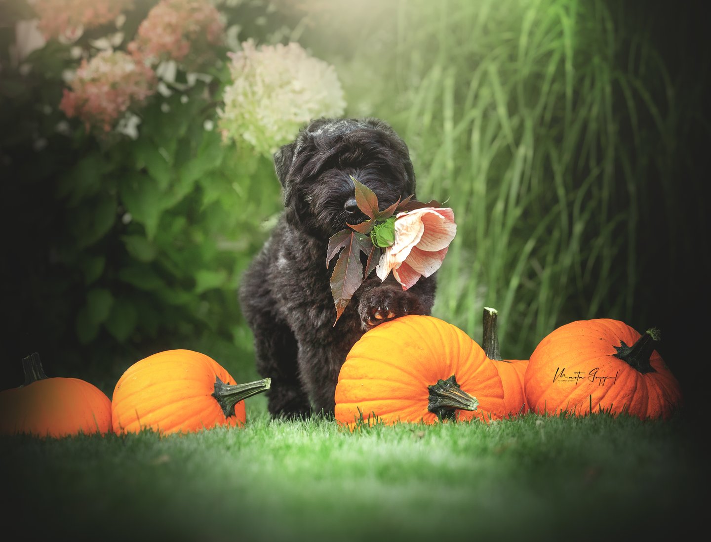 Lexy – szczenię Bouvier des Flandres, zdjęcie 5