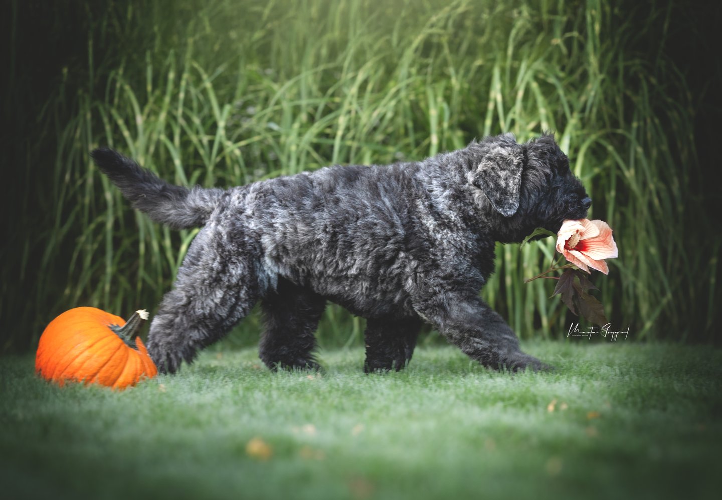 Louis – szczenię Bouvier des Flandres, zdjęcie 6