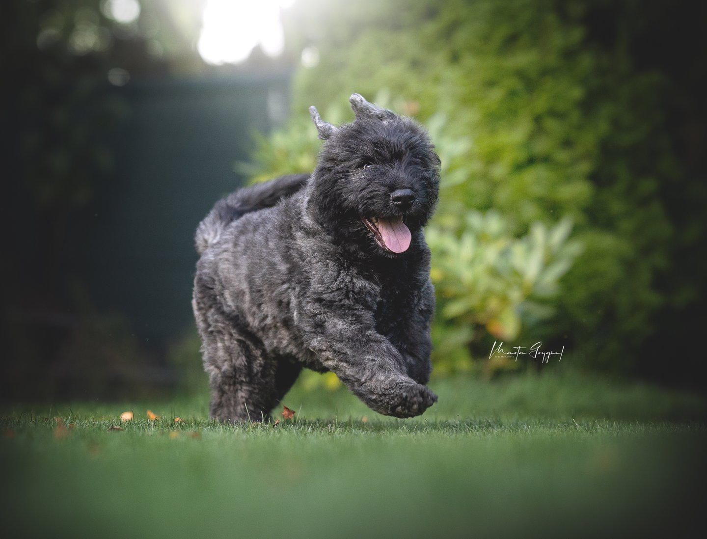 Louis – szczenię Bouvier des Flandres, zdjęcie 5