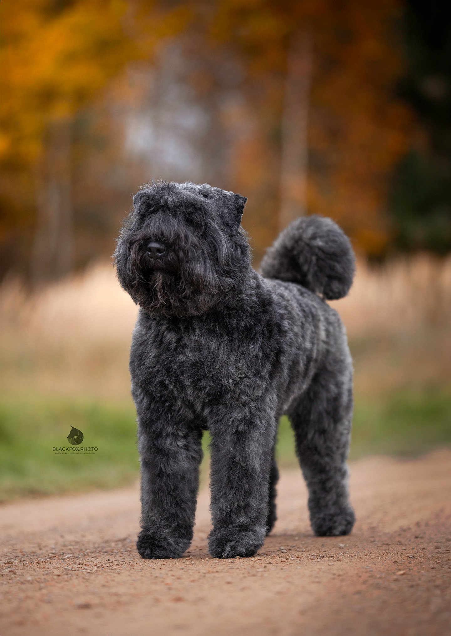 Ciemny Bouvier des Flandres stojący na leśnej drodze jesienią