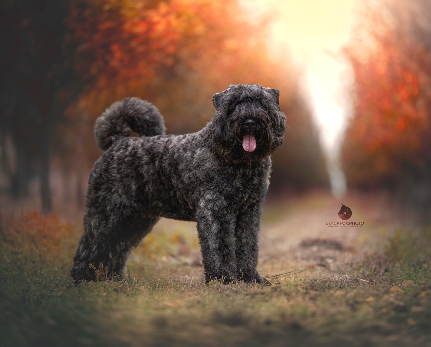 Ciemny Bouvier des Flandres na tle jesiennych drzew