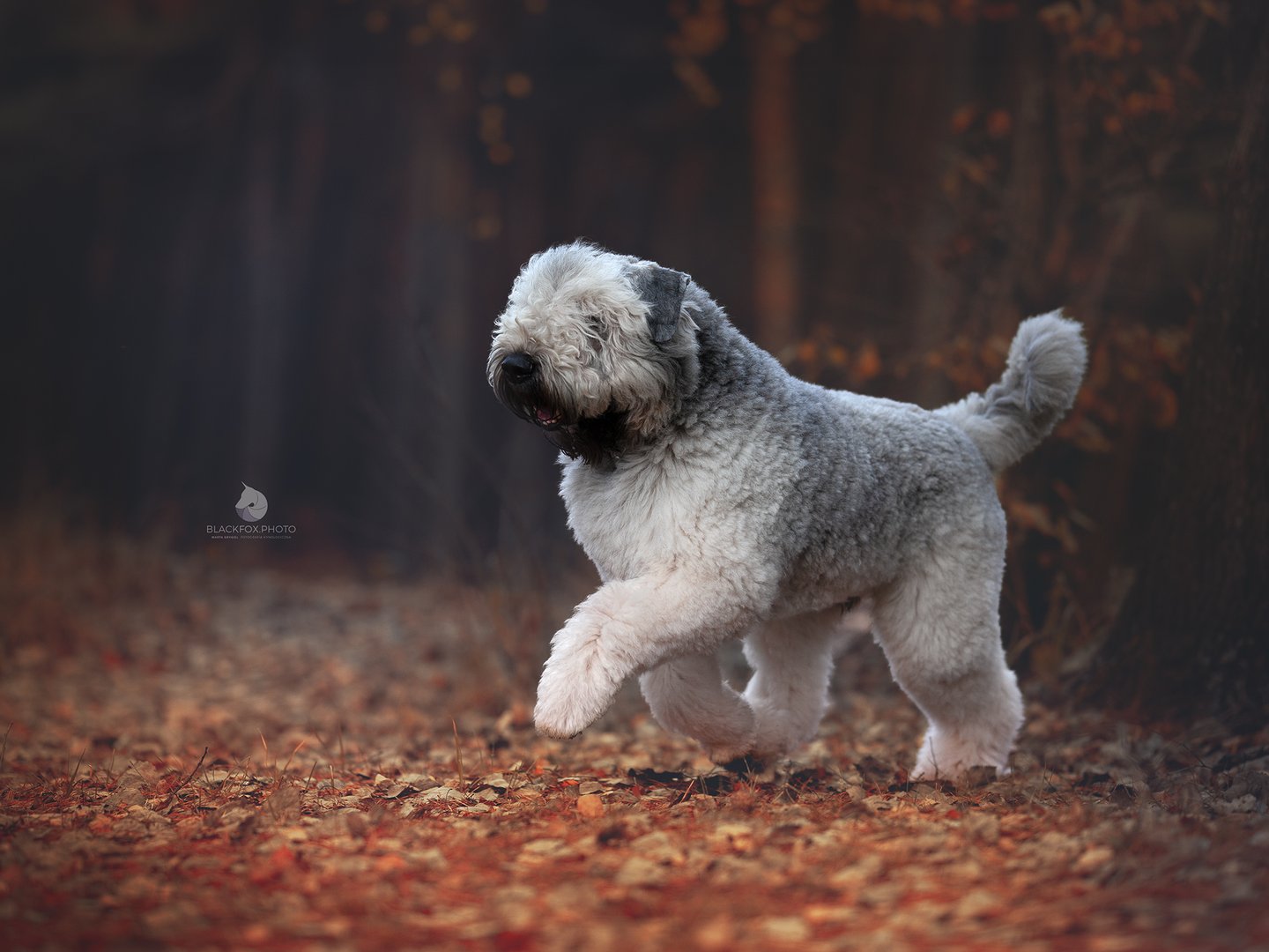 Jasny Bouvier des Flandres biegnący po jesiennych liściach