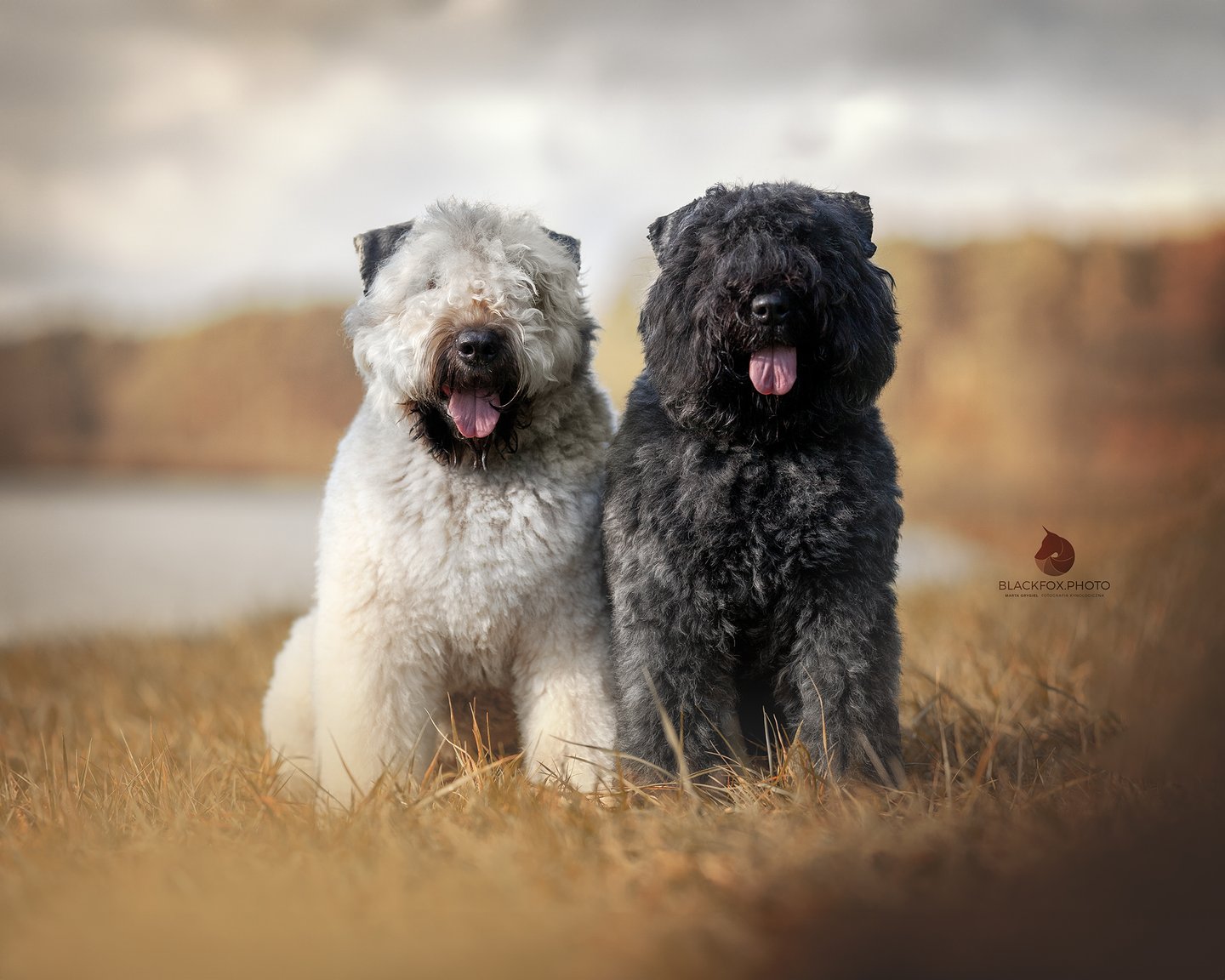 Dwa psy rasy Bouvier des Flandres