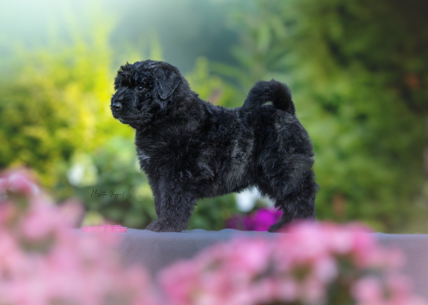 Lady – szczenię Bouvier des Flandres, zdjęcie 2