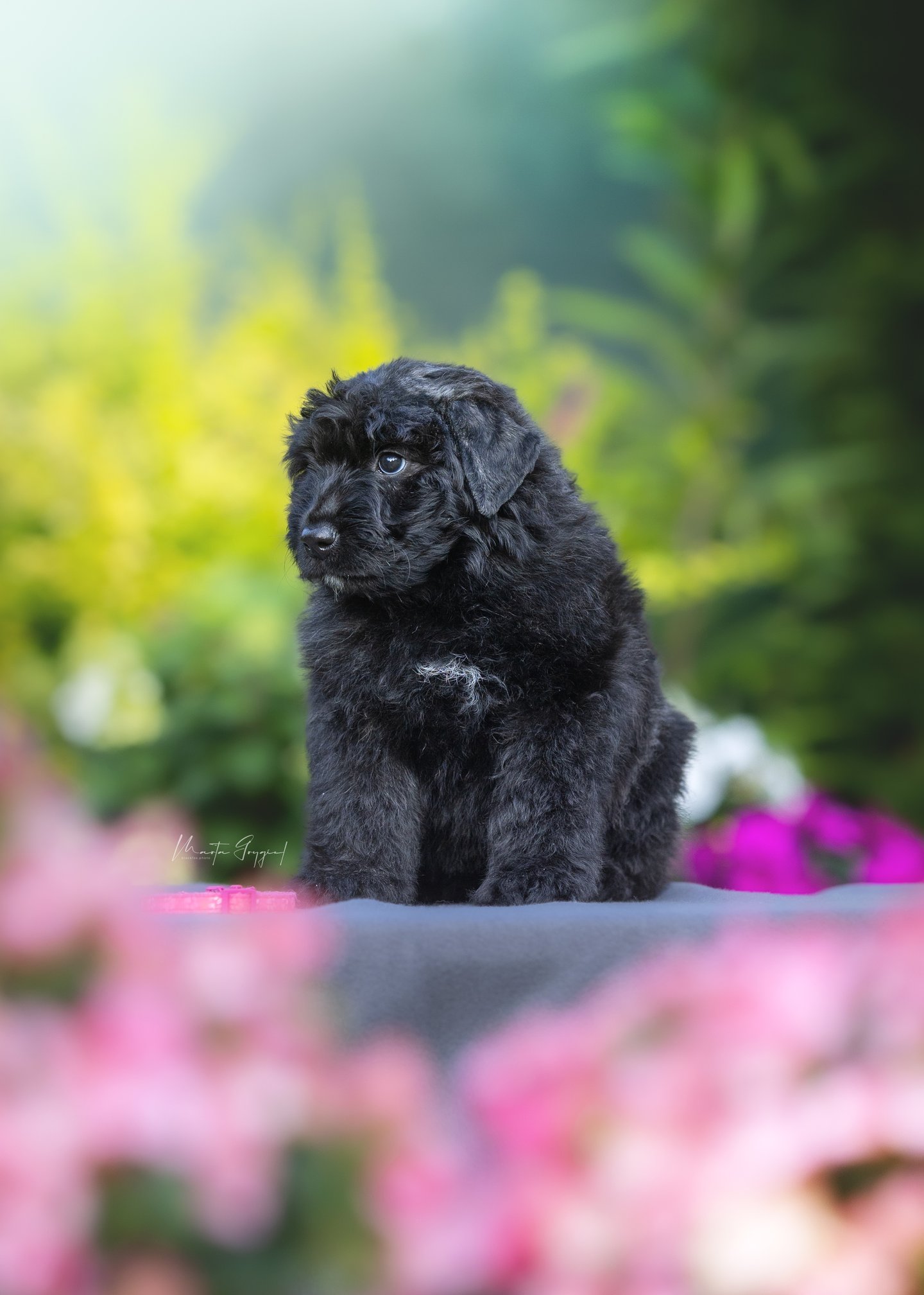 Lady – szczenię Bouvier des Flandres, zdjęcie 3