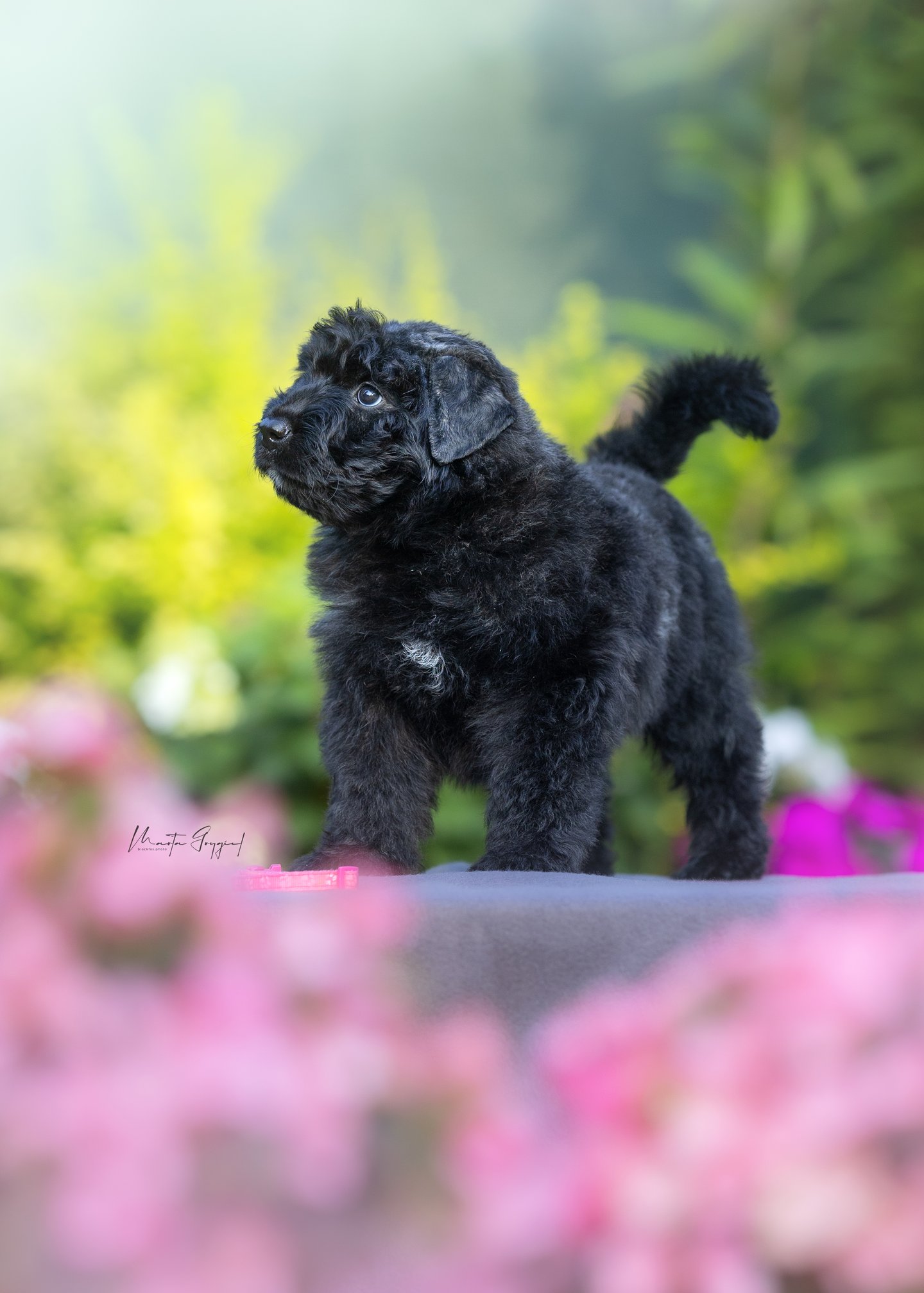 Lady – szczenię Bouvier des Flandres, zdjęcie 4