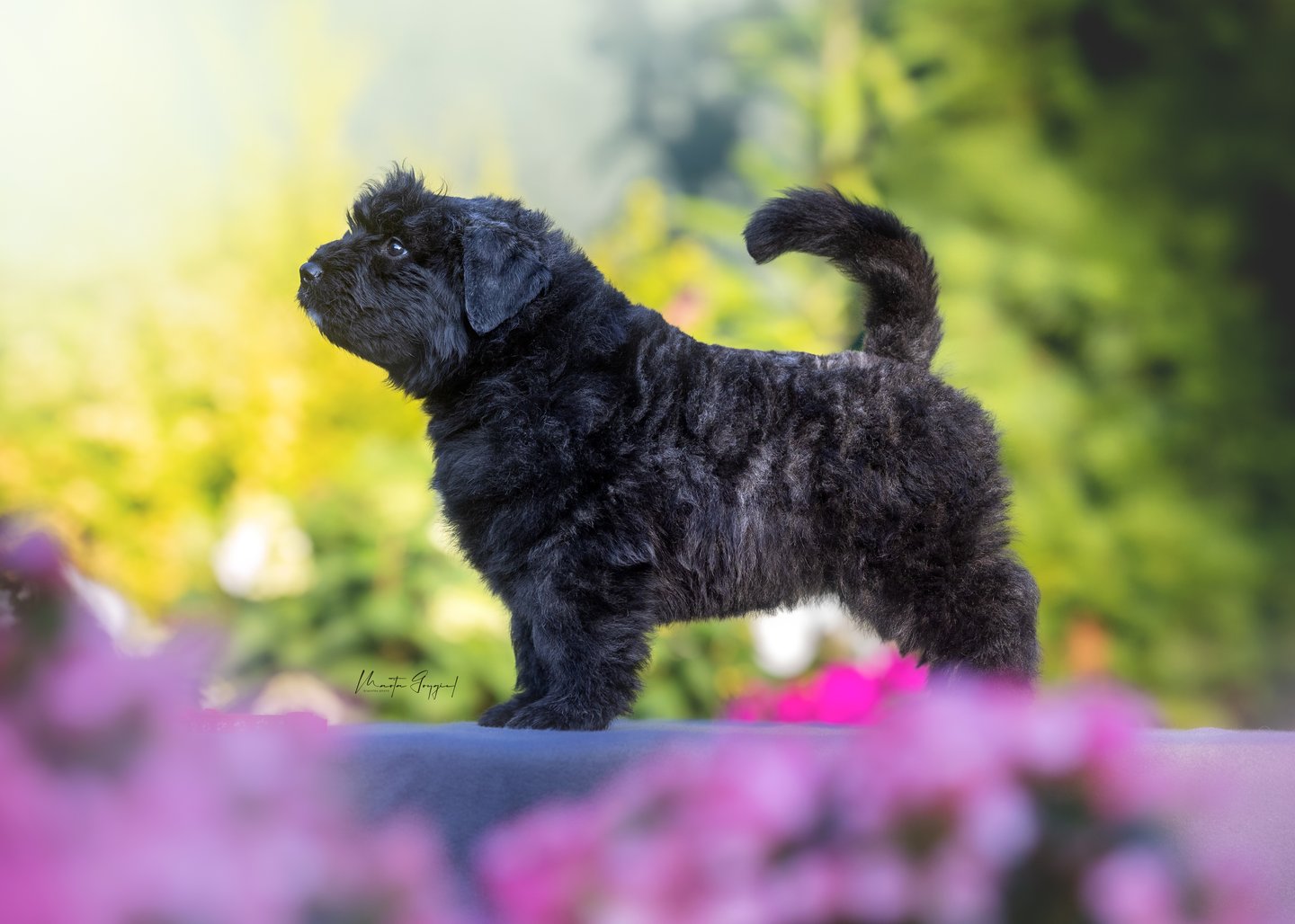 Lara – szczenię Bouvier des Flandres, zdjęcie 3