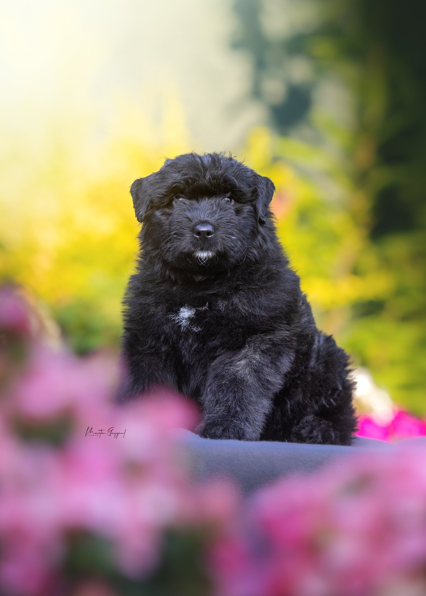 Lara – szczenię Bouvier des Flandres, zdjęcie 4