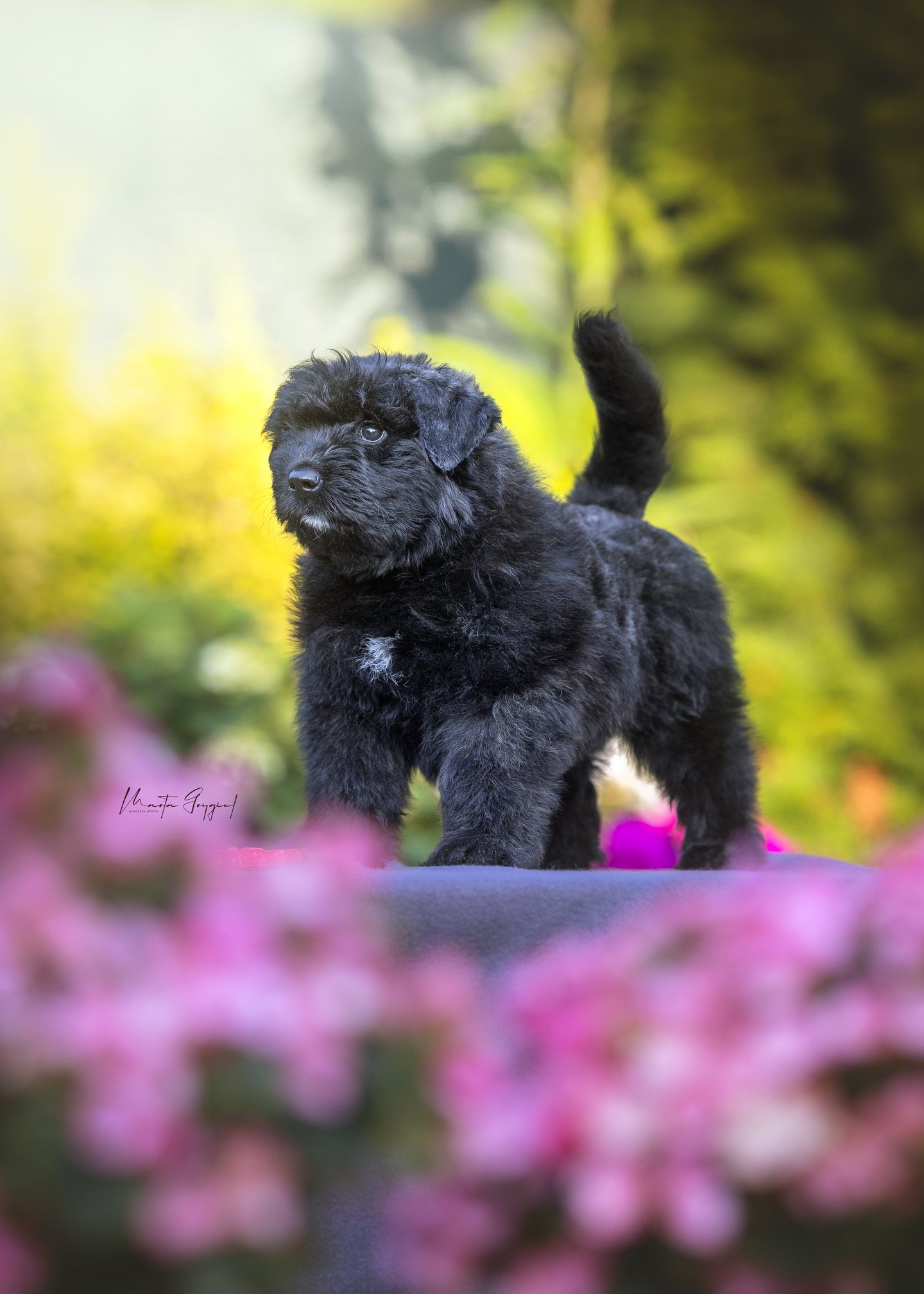 Lara – szczenię Bouvier des Flandres, zdjęcie 5
