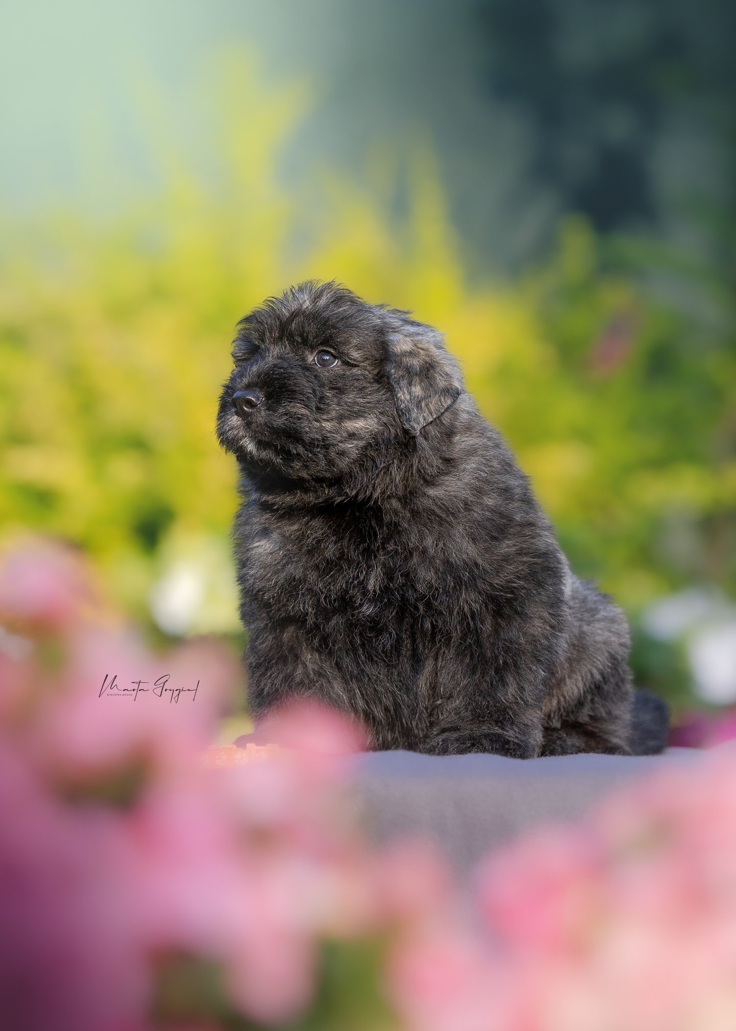 Lego – szczenię Bouvier des Flandres, zdjęcie 2