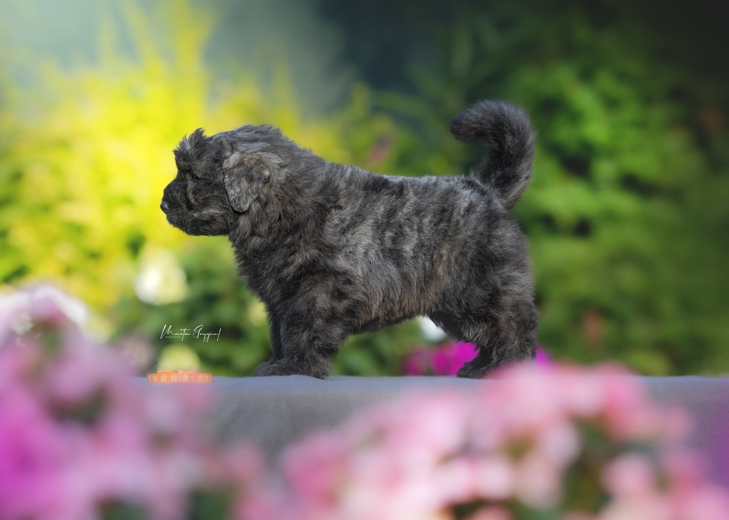 Lego – szczenię Bouvier des Flandres, zdjęcie 3