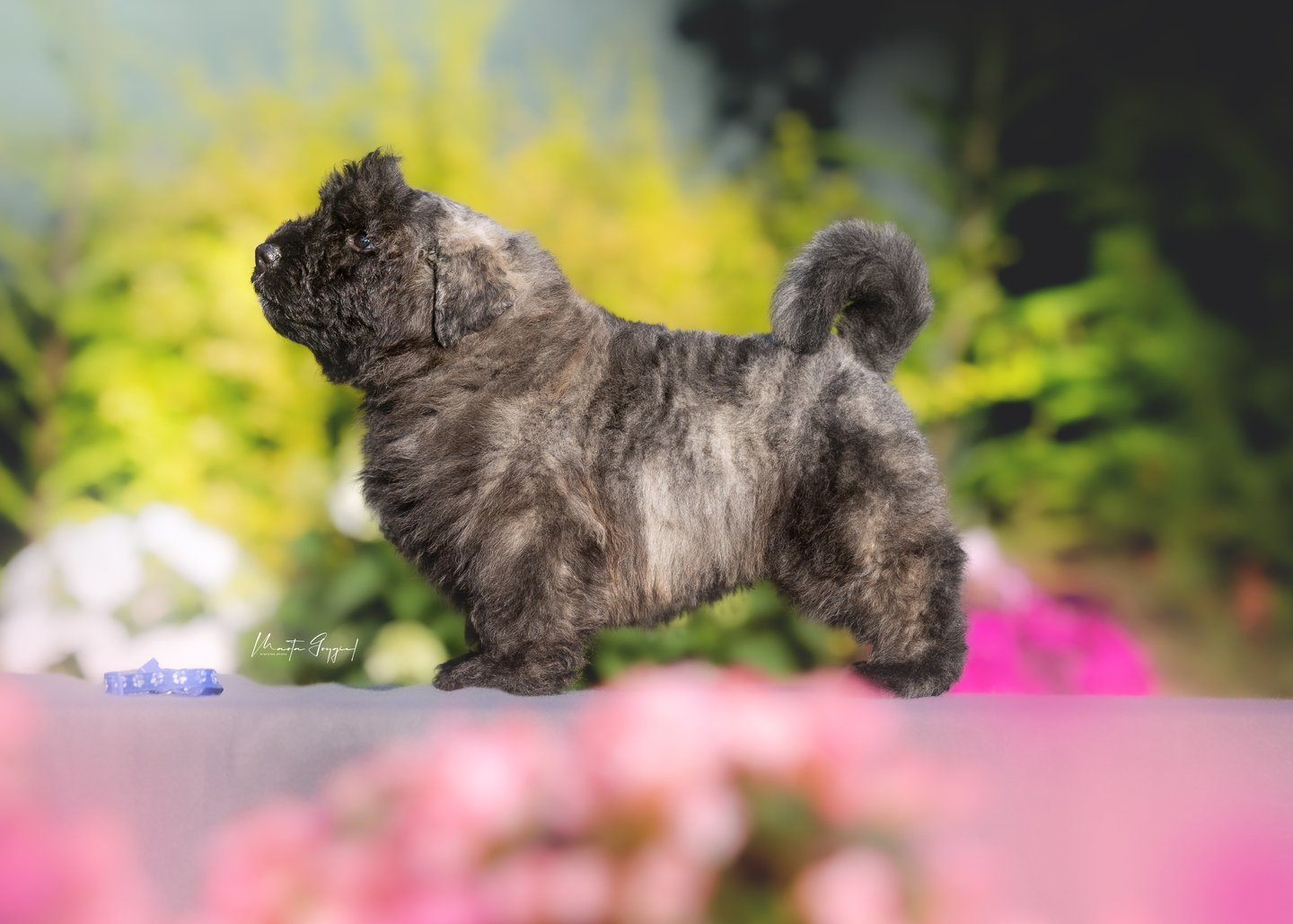 Leo – szczenię Bouvier des Flandres, zdjęcie 3