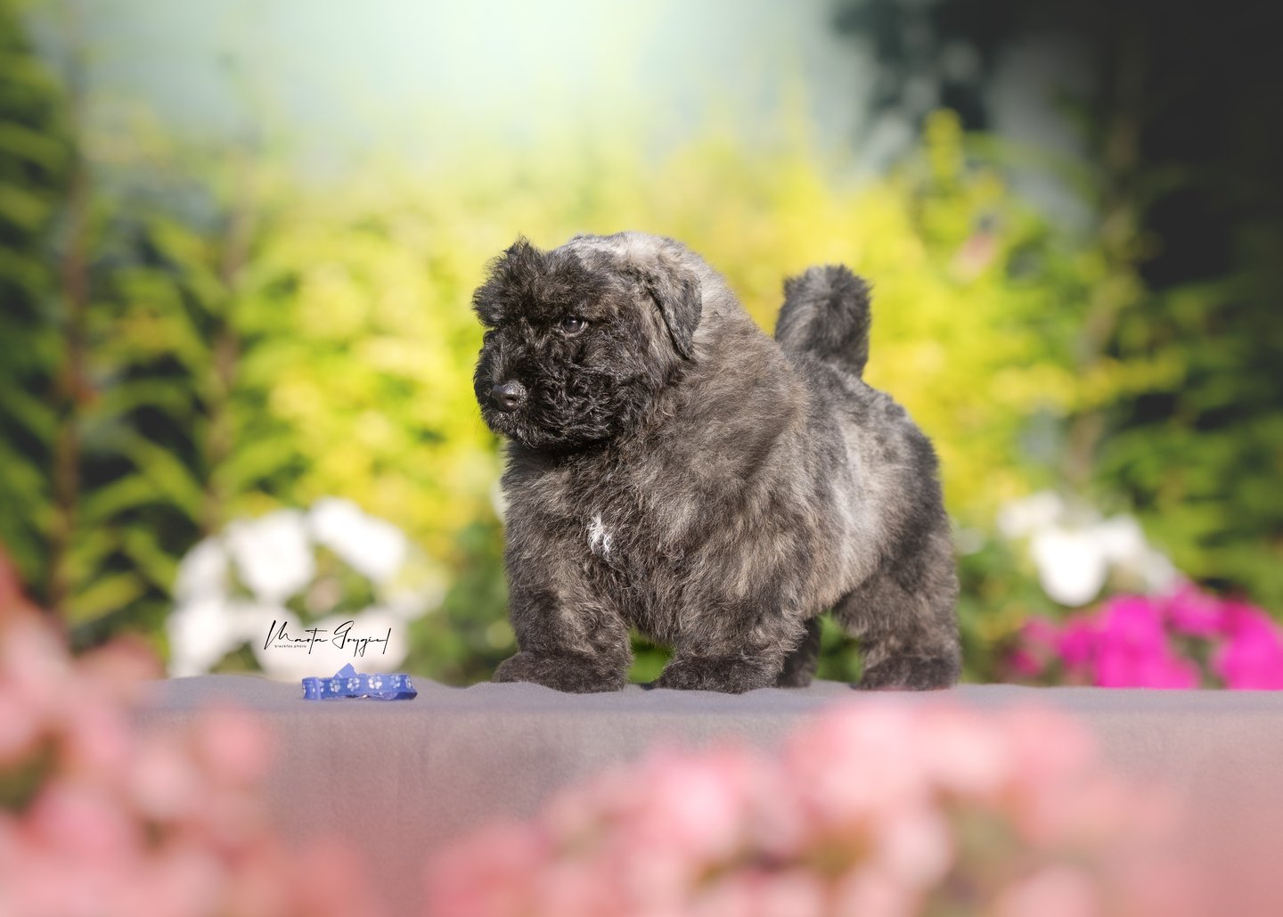 Leo – szczenię Bouvier des Flandres, zdjęcie 4