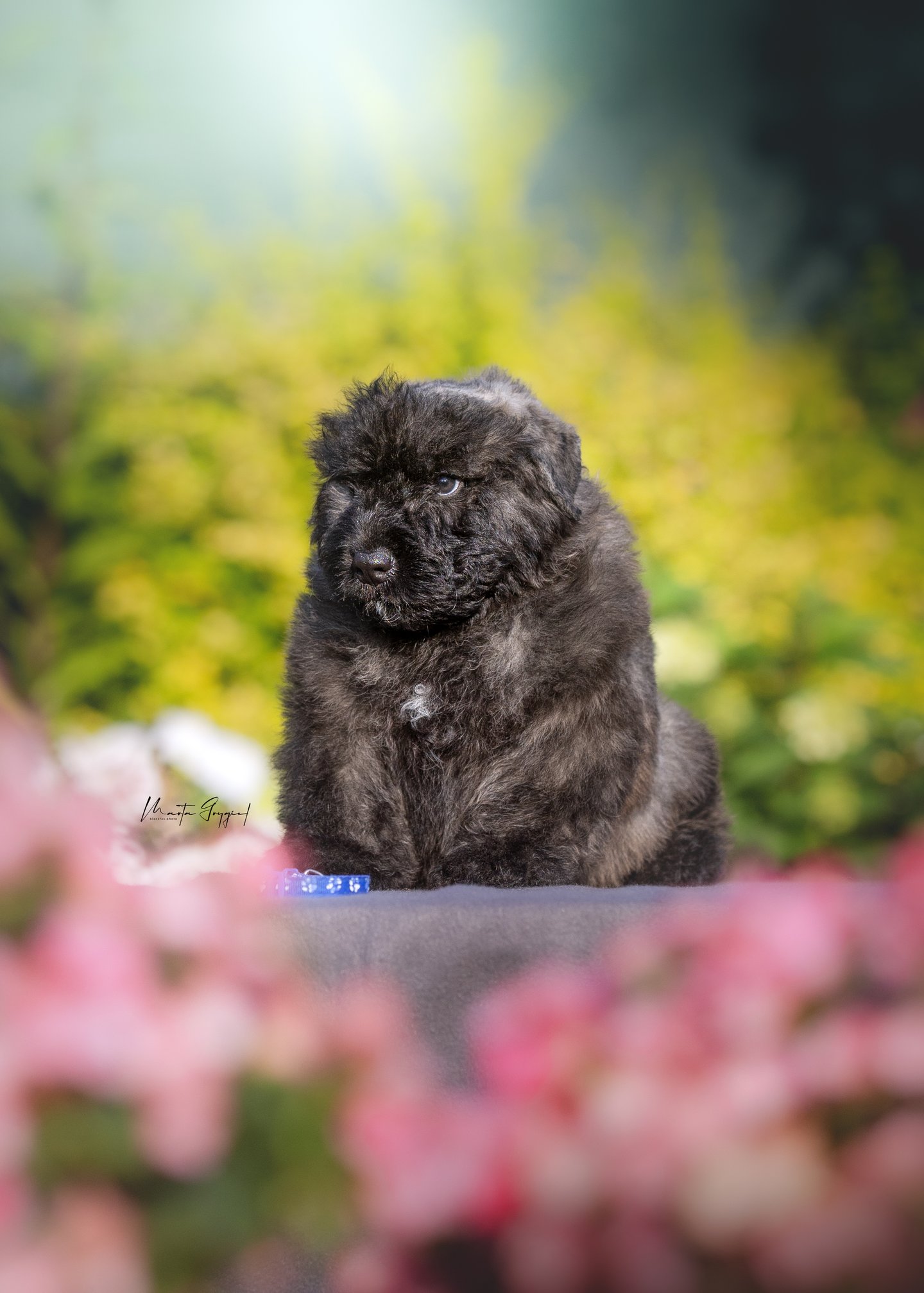 Leo – szczenię Bouvier des Flandres, zdjęcie 5