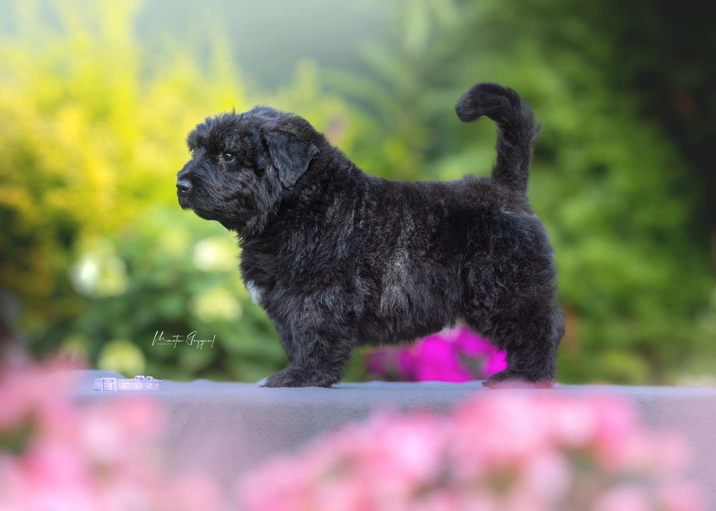 Lexy – szczenię Bouvier des Flandres, zdjęcie 2