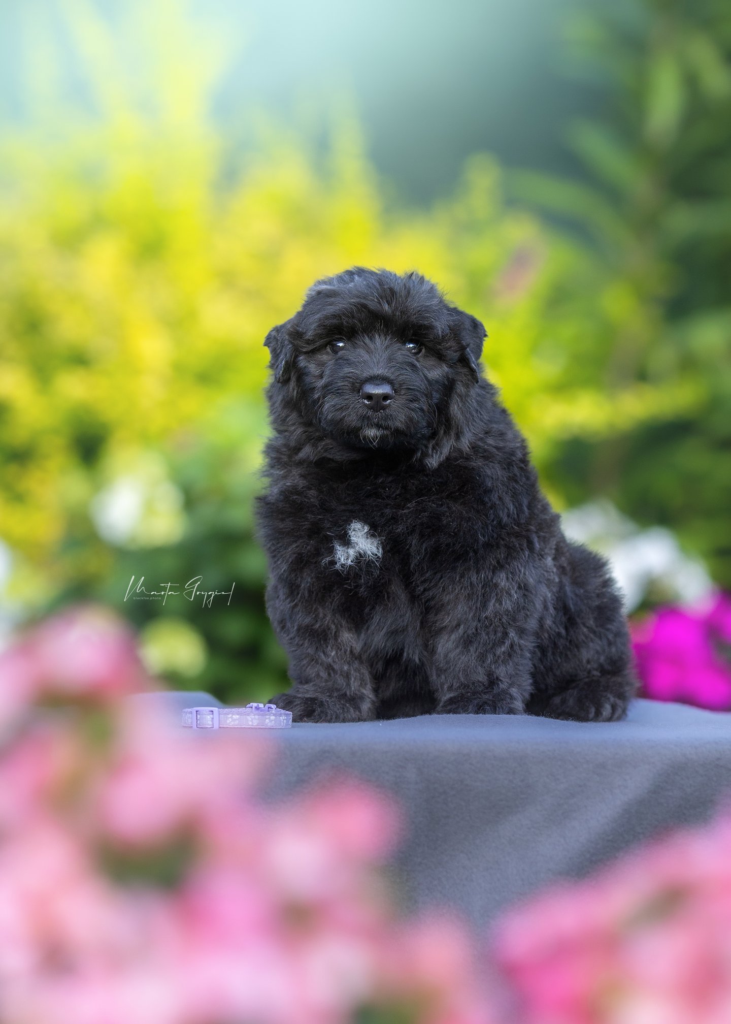 Lexy – szczenię Bouvier des Flandres, zdjęcie 3