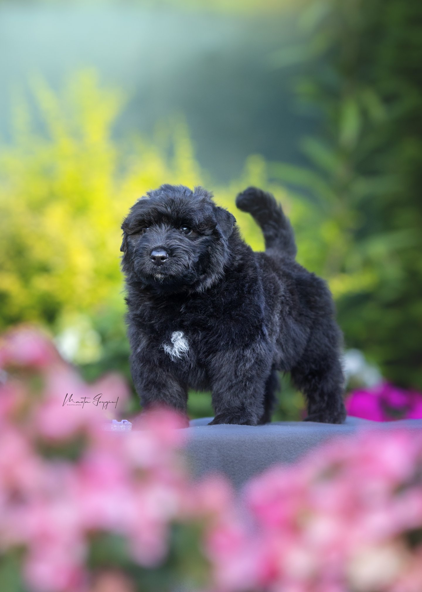 Lexy – szczenię Bouvier des Flandres, zdjęcie 4