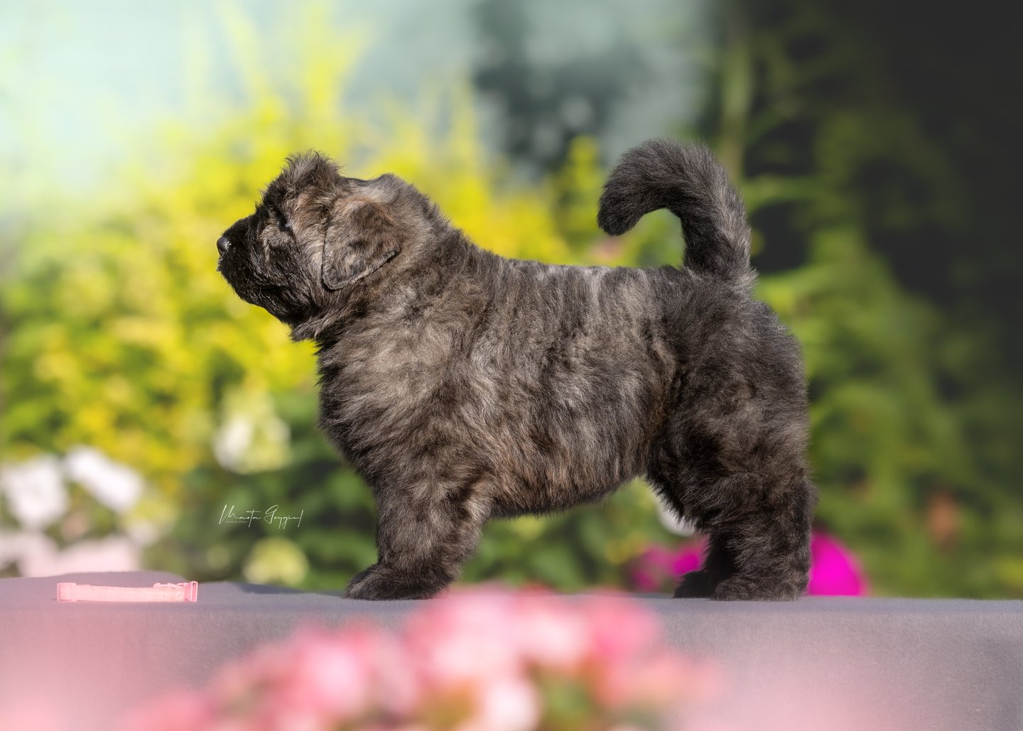 Lilly – szczenię Bouvier des Flandres, zdjęcie 4