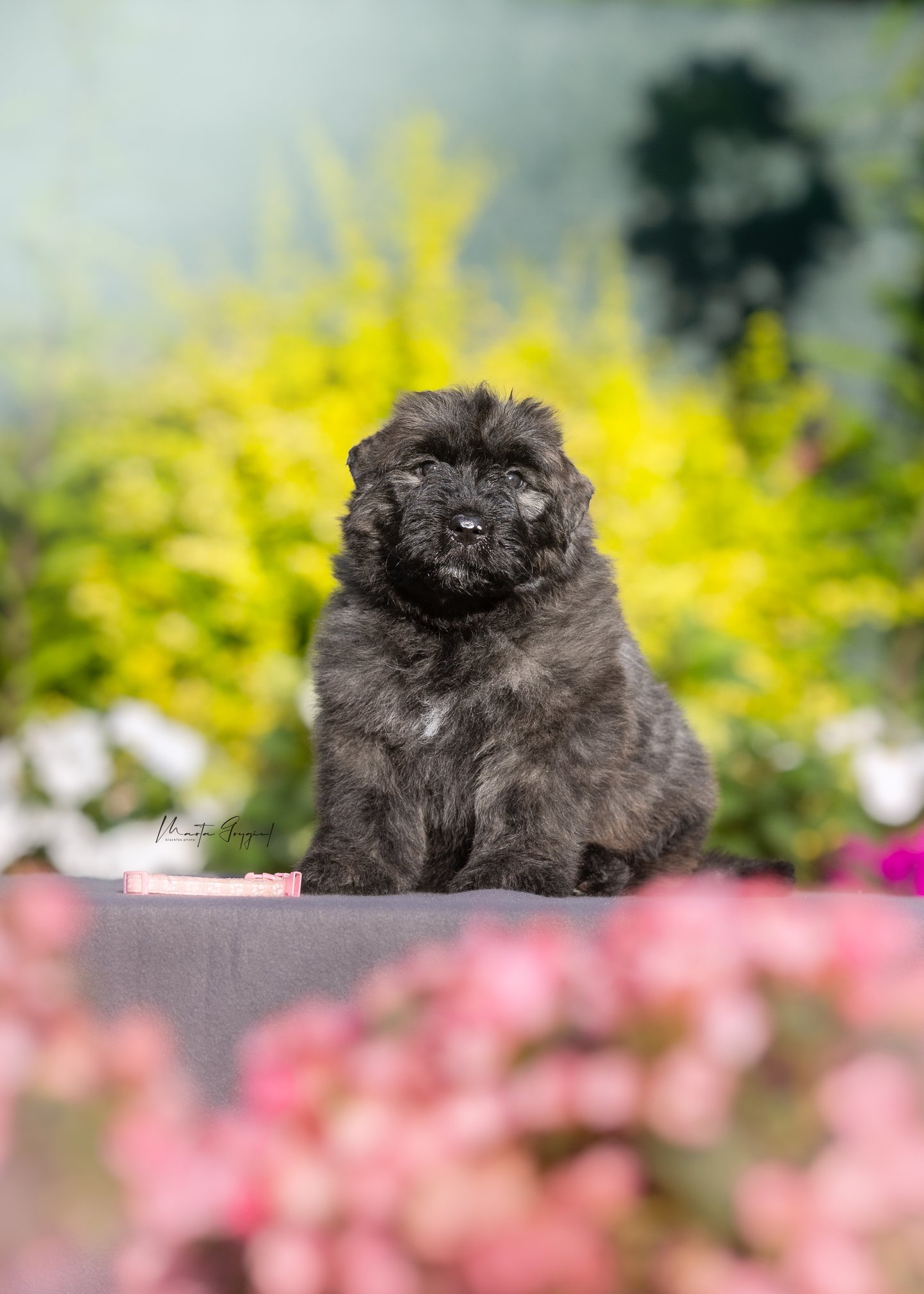 Lilly – szczenię Bouvier des Flandres, zdjęcie 5