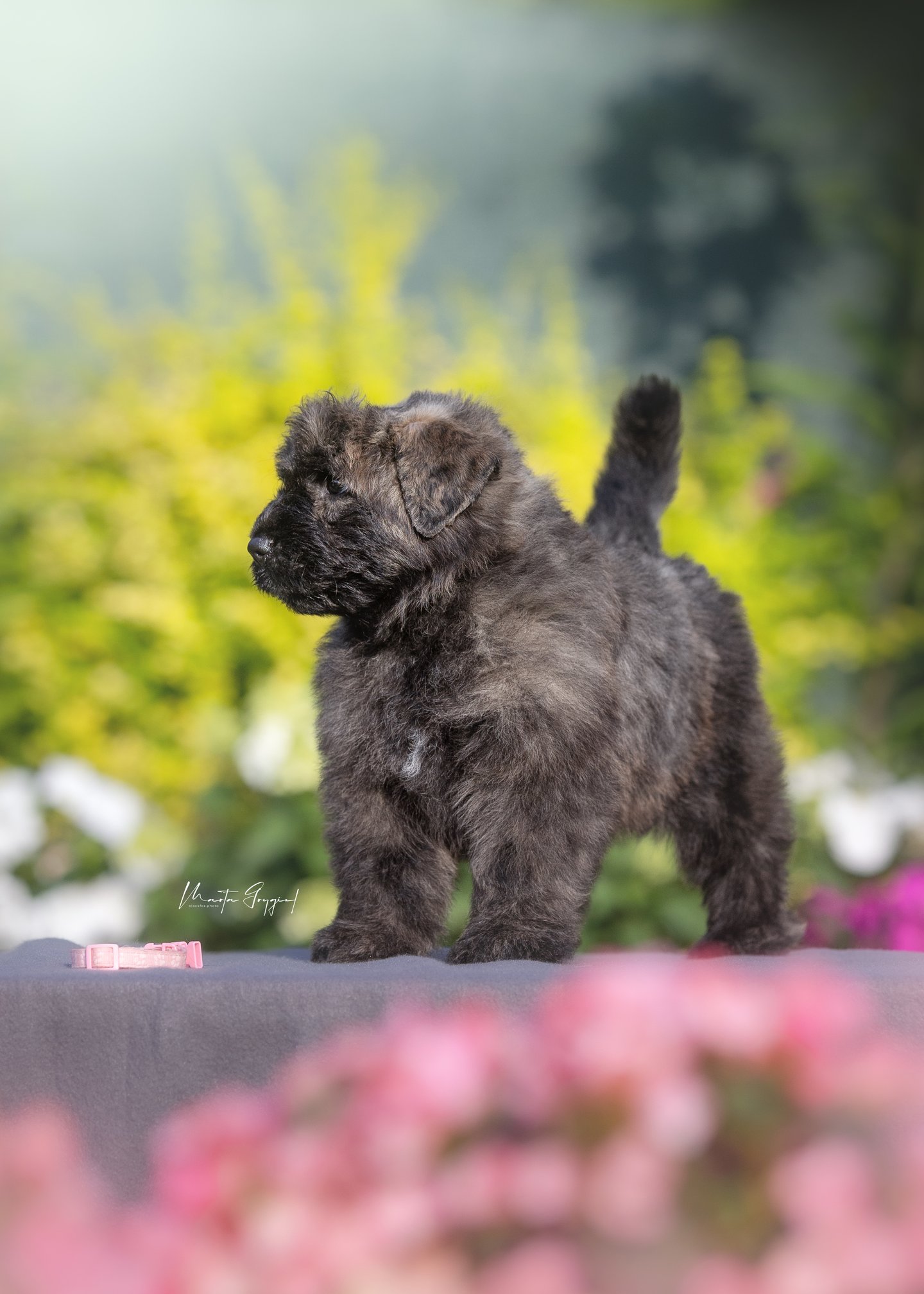 Lilly – szczenię Bouvier des Flandres, zdjęcie 6
