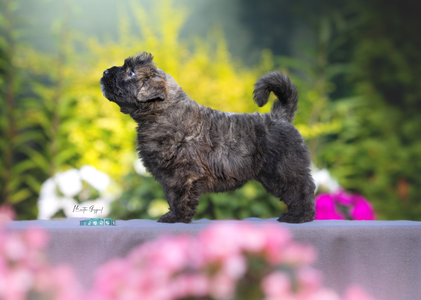 Loca – szczenię Bouvier des Flandres, zdjęcie 4
