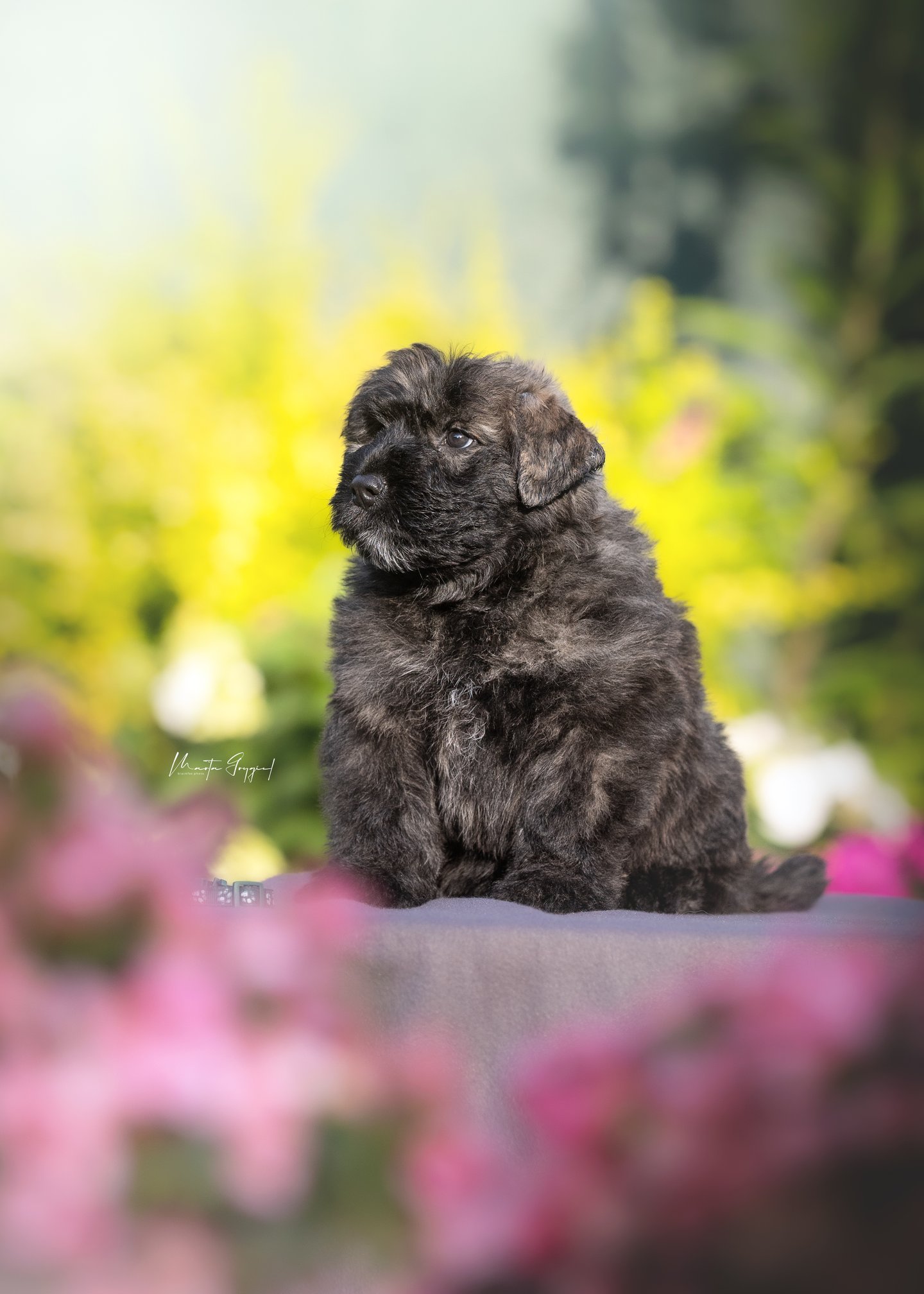 Loca – szczenię Bouvier des Flandres, zdjęcie 5