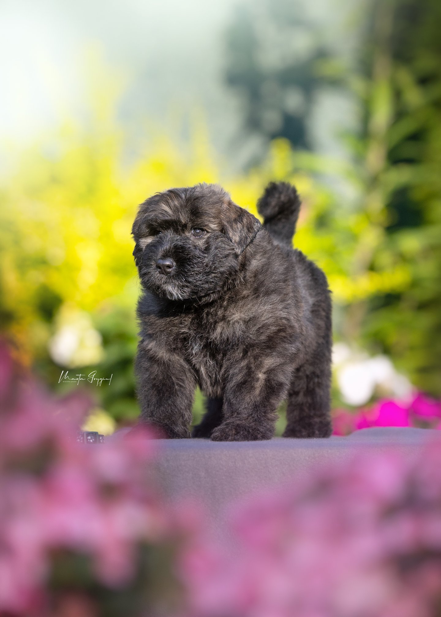 Loca – szczenię Bouvier des Flandres, zdjęcie 6