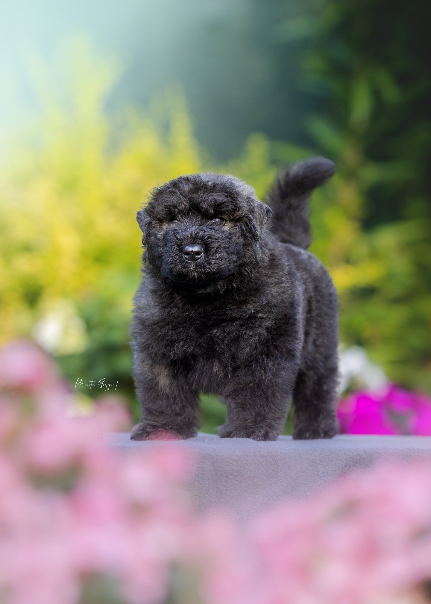 Lord – szczenię Bouvier des Flandres, zdjęcie 3