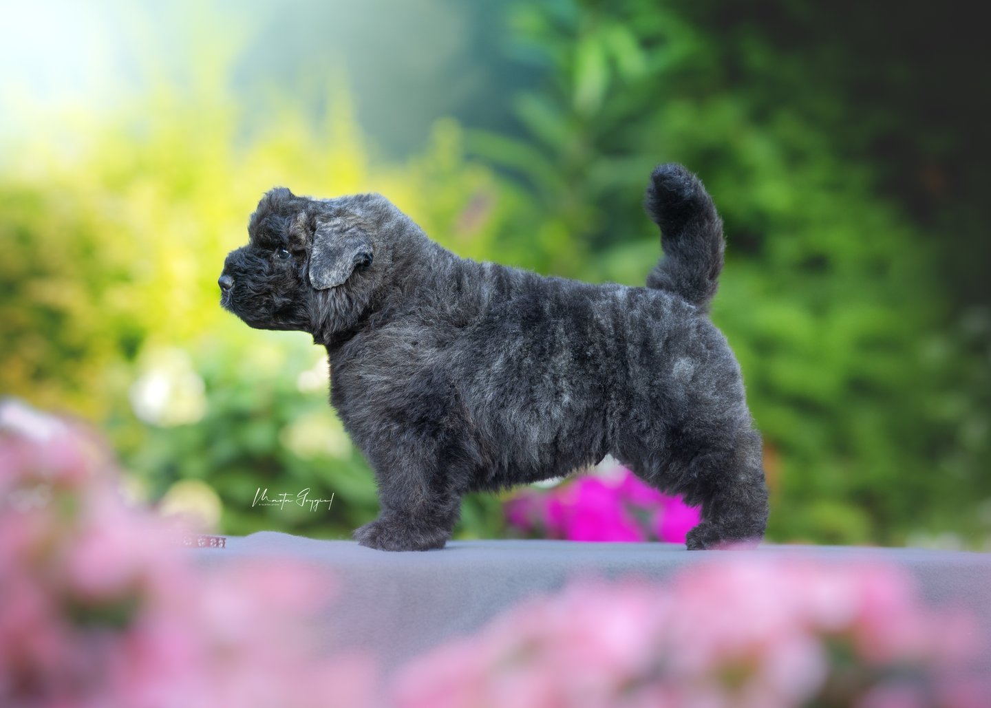 Lord – szczenię Bouvier des Flandres, zdjęcie 4