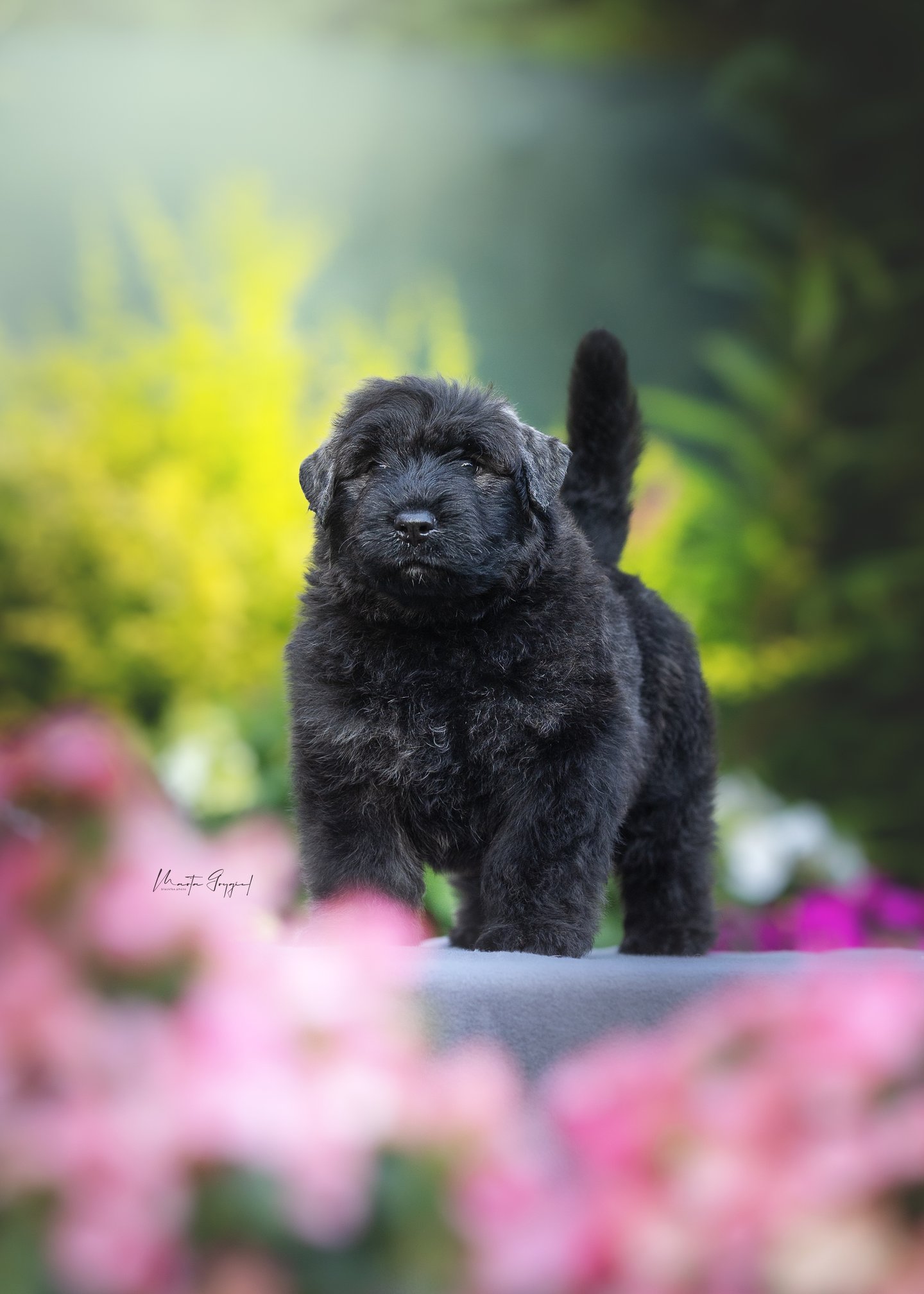 Louis – szczenię Bouvier des Flandres, zdjęcie 2