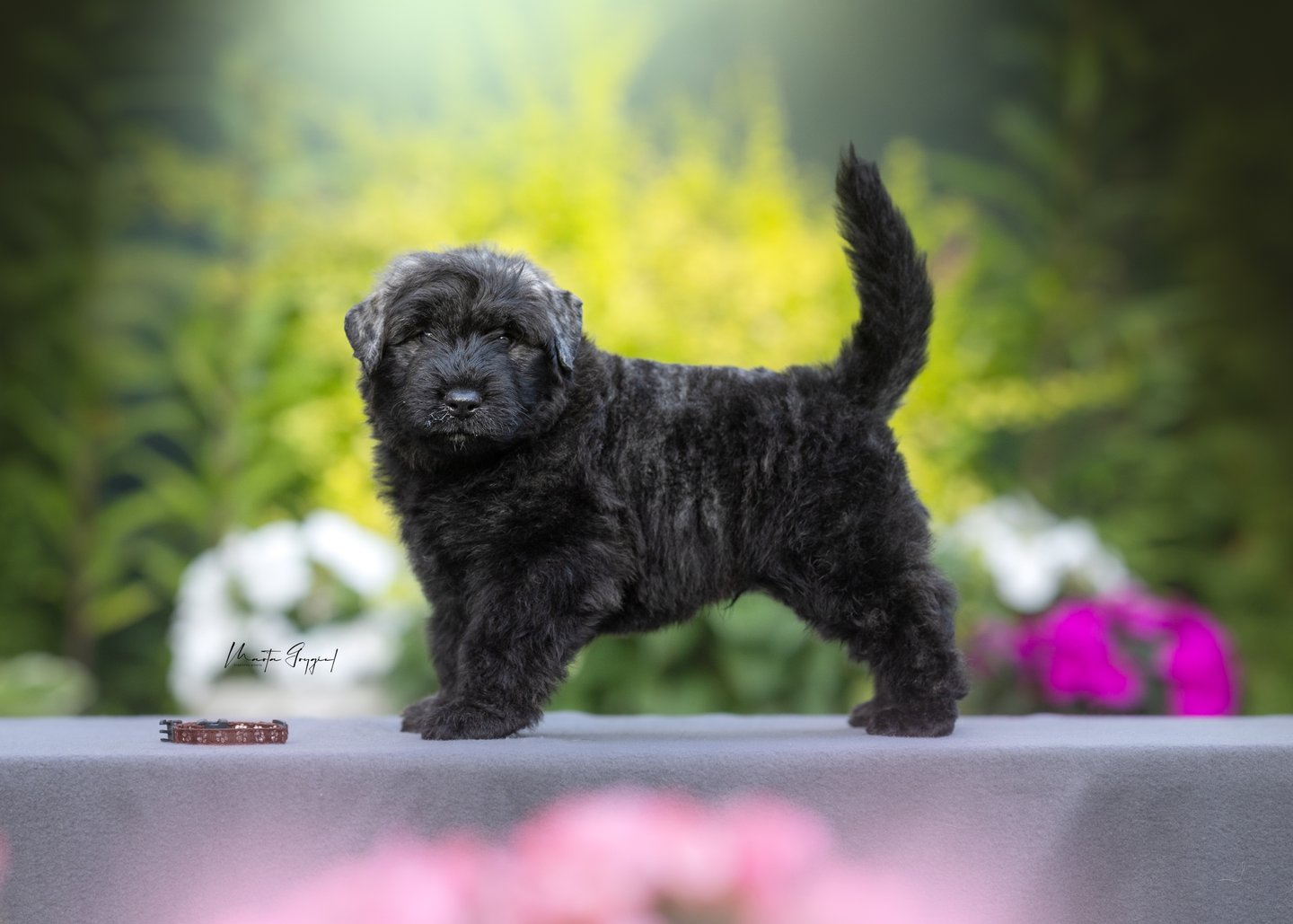 Louis – szczenię Bouvier des Flandres, zdjęcie 4