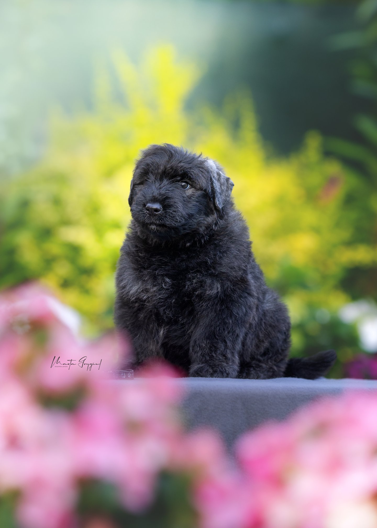 Louis – szczenię Bouvier des Flandres, zdjęcie 3