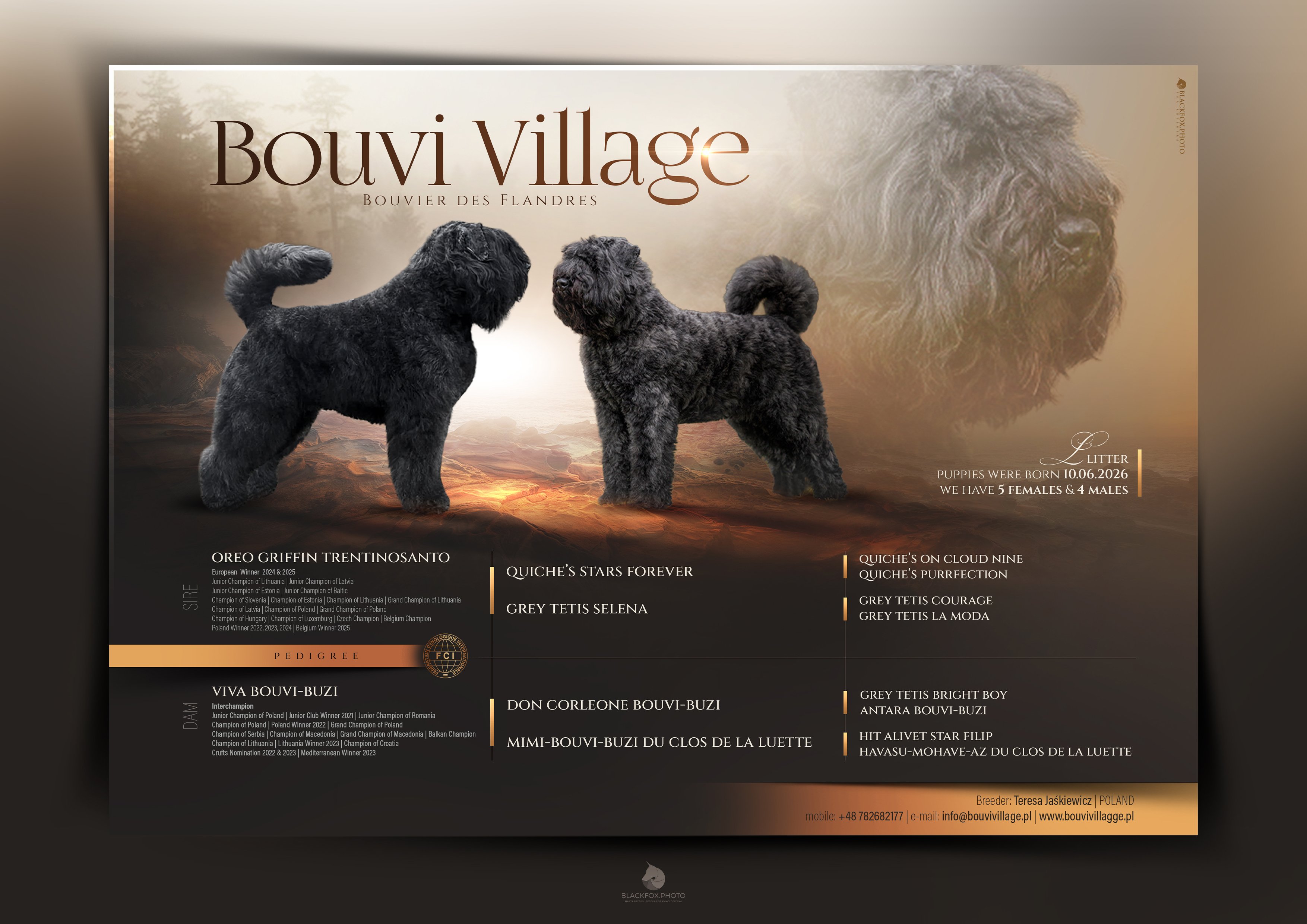 Plakat miotu: rodzice Oreo Griffin Trentinosanto i Viva Bouvi-Buzi, szczenięta urodzone 10.06.2026, 5 suczek i 4 psy