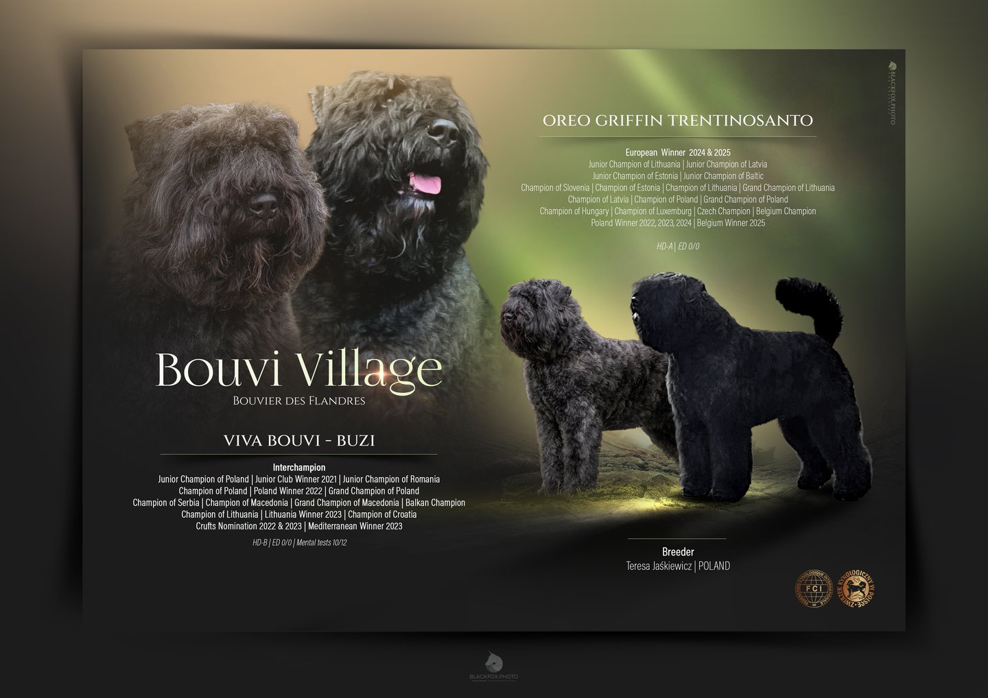 Plakat rodziców miotu: Viva Bouvi-Buzi (Interchampion, HD-B, ED 0/0) i Oreo Griffin Trentinosanto (European Winner 2024 i 2025, HD-A, ED 0/0), hodowca Teresa Jaśkiewicz
