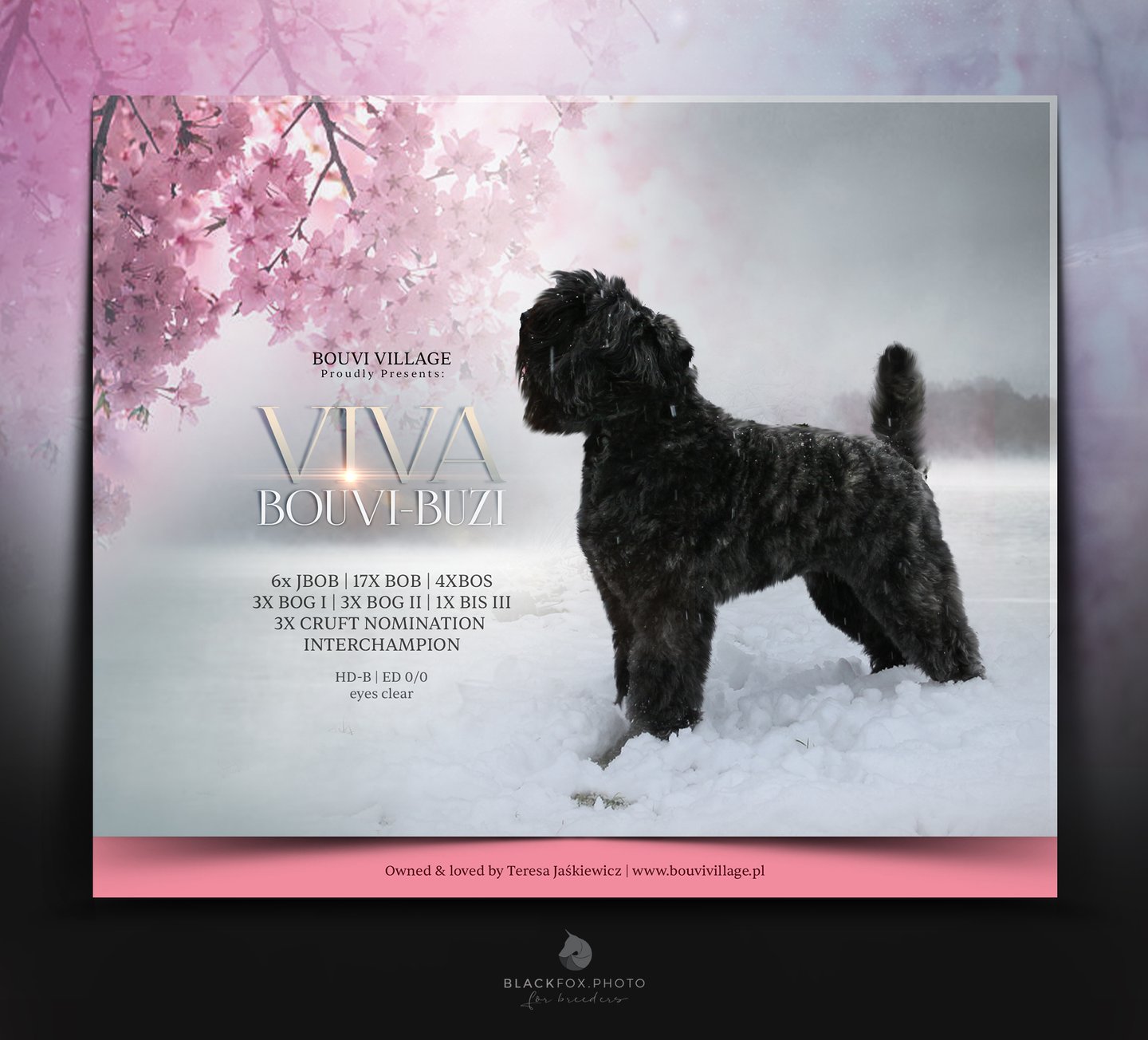 Viva – zdjęcie 2