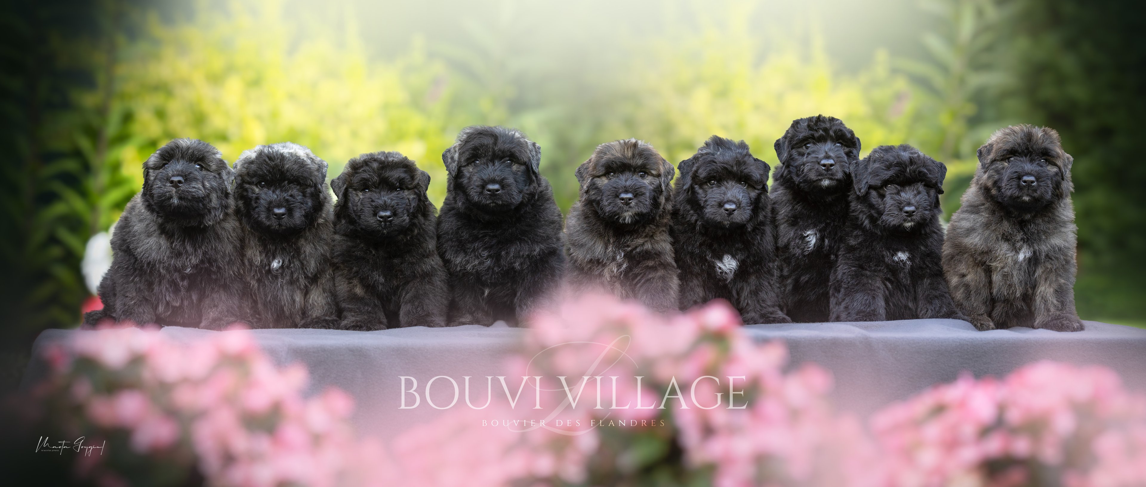 Dziewięć szczeniąt rasy Bouvier des Flandres siedzących w rzędzie